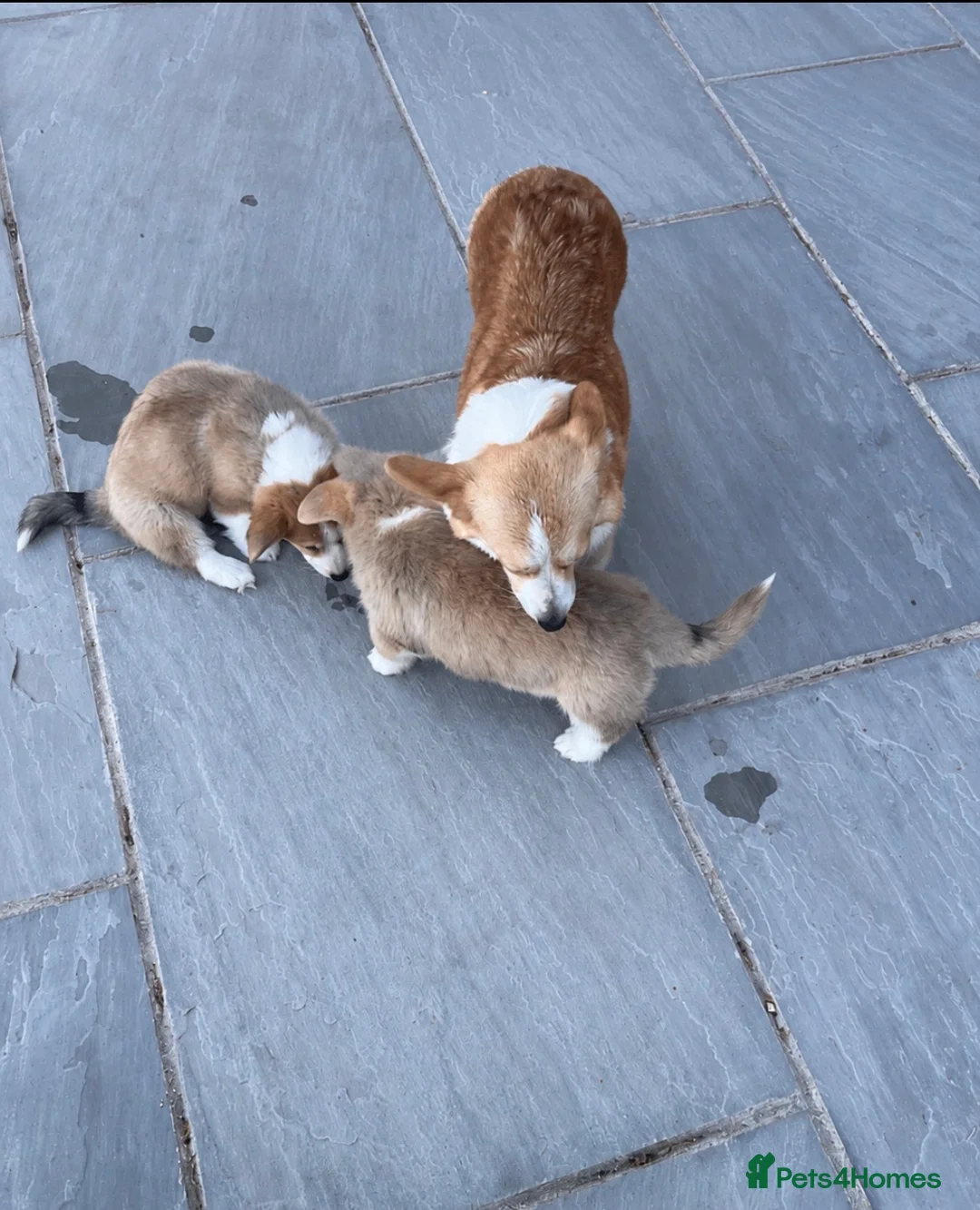Welsh Corgi Pembroke dogs for sale: Welsh Pembroke corgis  in Lingfield - Advert 12