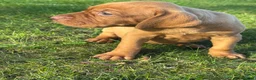 Hungarian Vizsla dogs for sale: OUR BEAUTIFUL GIRL HAS HAD 8 KC REG PUPS - Advert 6