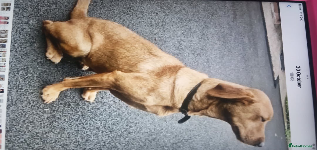 Gallery Image {{count}}