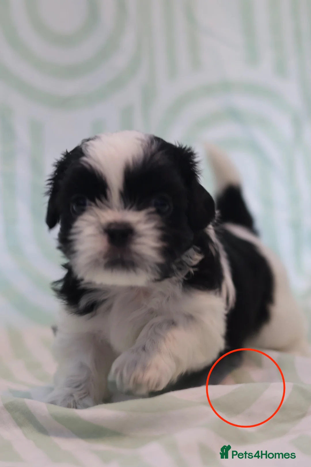 Shih Tzu dogs for sale: Shih Tzu puppies for sale  - Advert 2