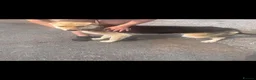 German Shepherd dogs for sale: Loving German Shepherd Boy - Advert 2