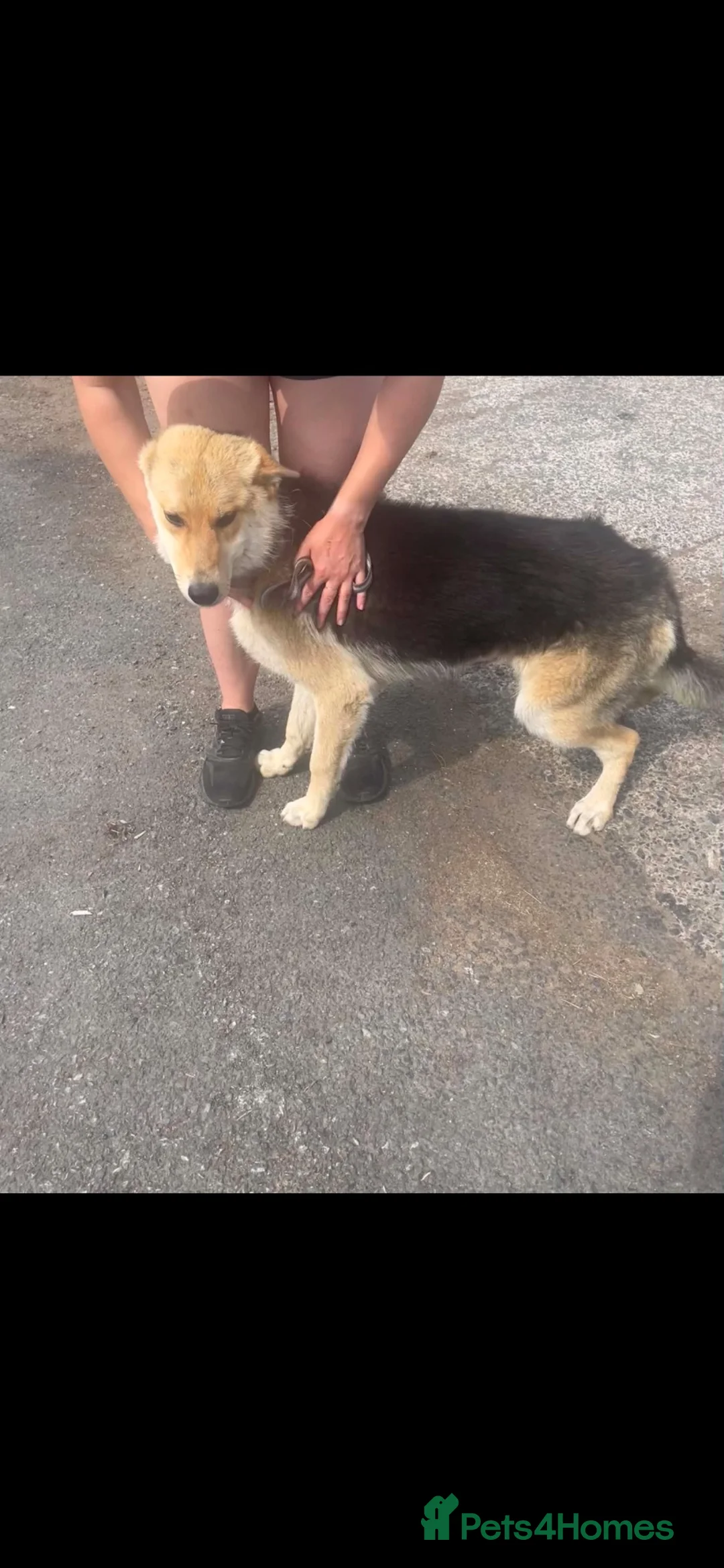 German Shepherd dogs for sale: Loving German Shepherd Boy - Advert 2