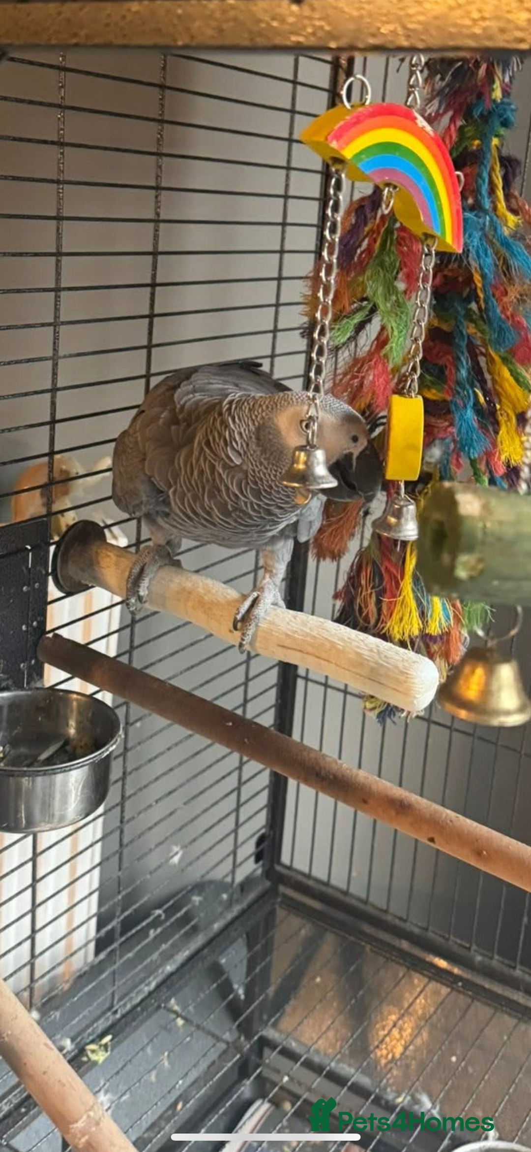 Mixed Breed birds for sale: African grey (male) - Advert 3