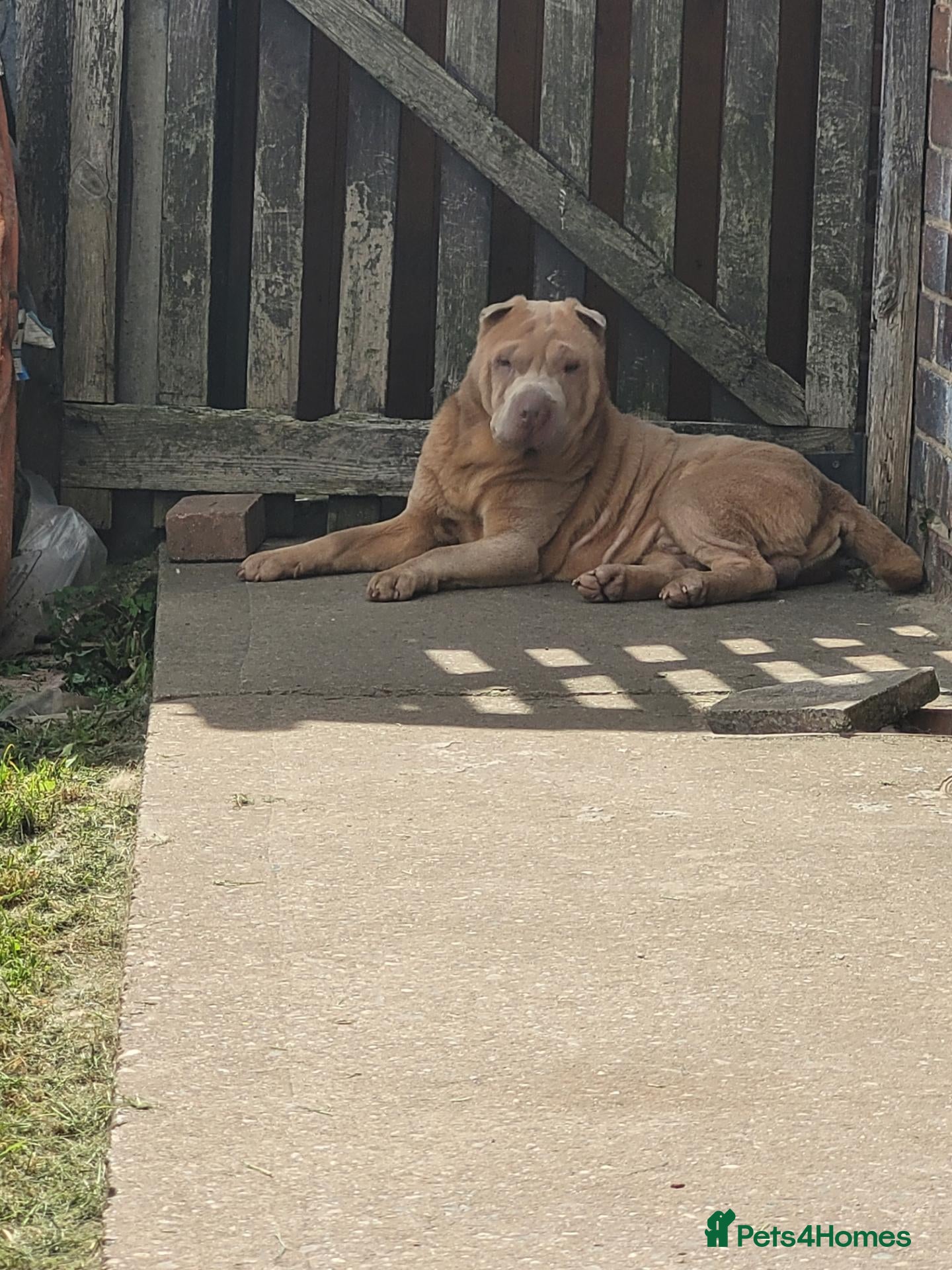 Shar Pei dogs Lilac male for stud  - Advert 2