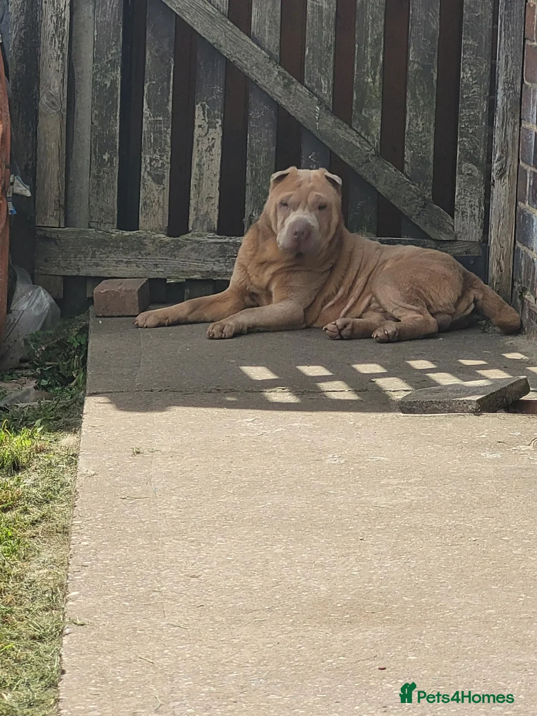 Shar Pei dogs for stud: Lilac male for stud  - Advert 1