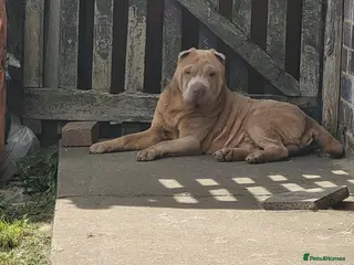 Shar Pei dogs Lilac male for stud - Advert 4