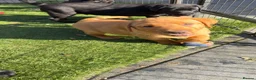 Labrador Retriever dogs for sale: Beautiful Labrador champion bloodline pups  in Doncaster - Advert 18
