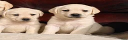 Labrador Retriever dogs for sale: KC REG HEALTH TESTED LABRADOR PUPPYS QUALITY LINES - Advert 6