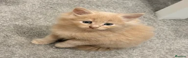 Maine Coon Kitten 4