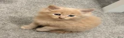 Maine Coon cats for sale: Mainecoon  - Advert 6