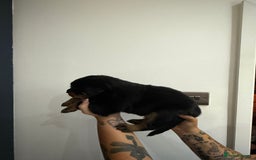 Rottweiler dogs for sale: 🐾 STUNNING ROTTWEILER PUPPIES FOR SALE! 🐾 - Image 3