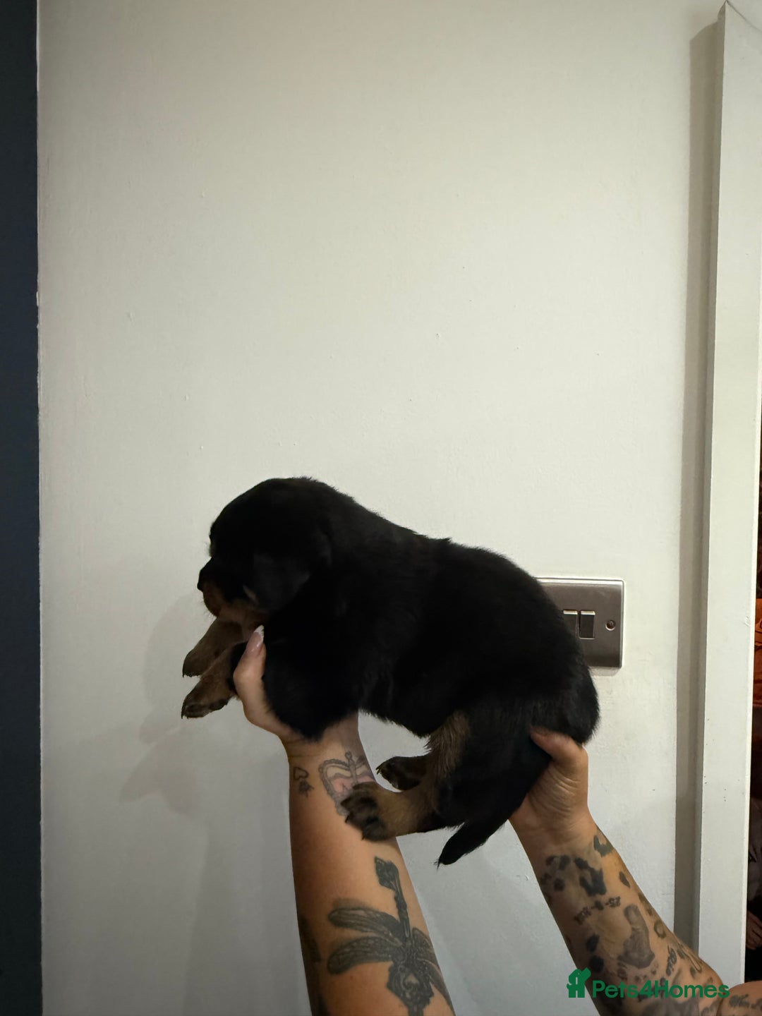 Rottweiler dogs for sale: 🐾 STUNNING ROTTWEILER PUPPIES FOR SALE! 🐾 - Image 3