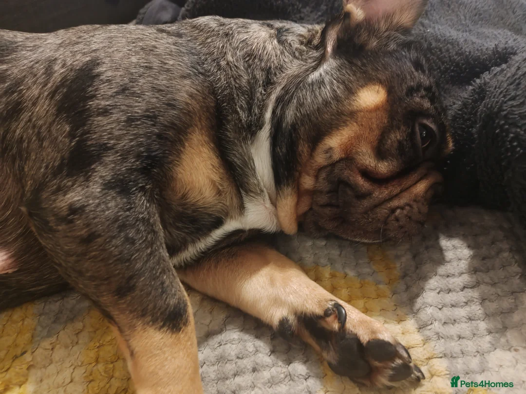 French Bulldog dogs for sale: Loving Home Needed – 2 Year Old French Bulldog in Rochester - Advert 10