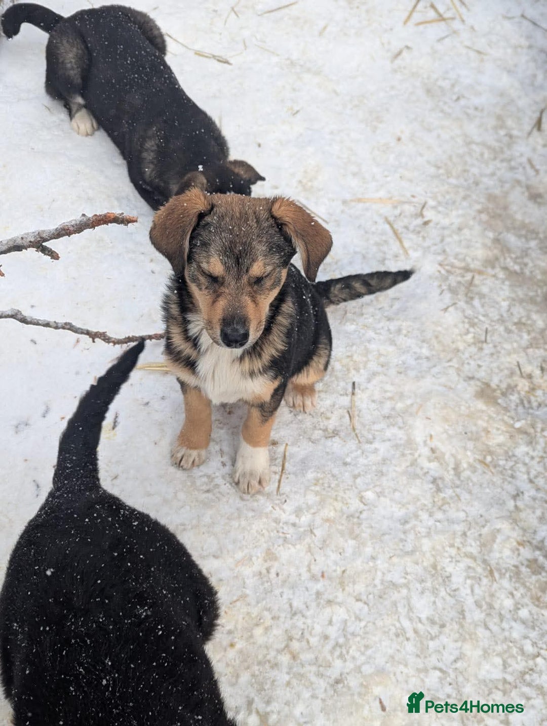 Mixed Breed dogs for adoption: Faline 💛 - Advert 3