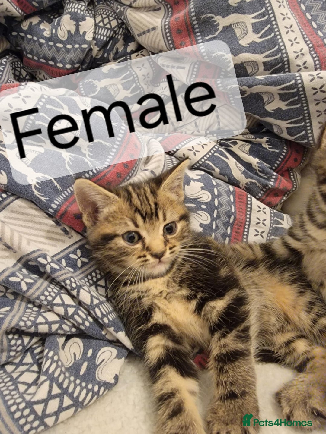 Mixed Breed cats for sale: Beautiful kittens for sale - Advert 4