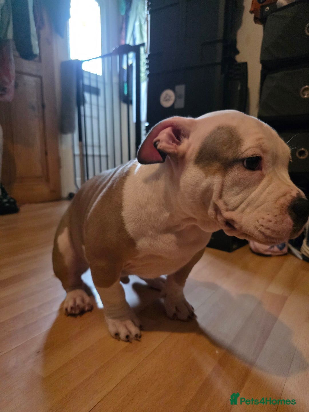American Bully dogs for sale: 2 Male Abkc Reg Pocket Bully's G'Pups GRCH MrBean - Advert 2