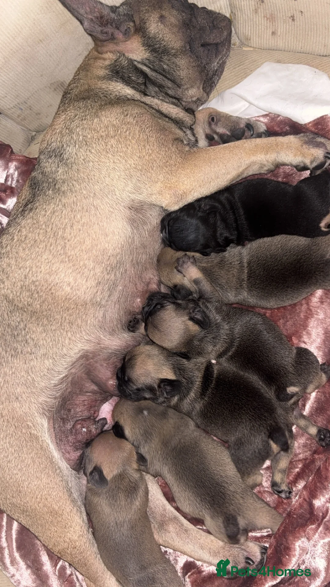 Mixed Breed dogs for sale: French budding x British bulldog - Advert 2