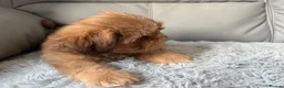 Shih Tzu dogs for sale: Stunning Shih Tzu puppies  - Advert 4