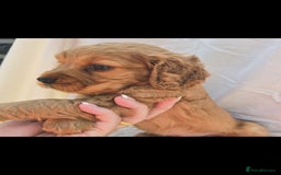 Cocker Spaniel dogs for sale: Outstanding kc cocker spaniels - Image 4