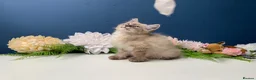 Siberian cats for sale: BEAUTIFUL LYNX POINT X SIBERIAN BABIES  - Advert 10