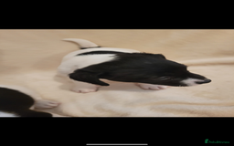 Jack Russell dogs for sale: 3 beautiful pups  - Image 4