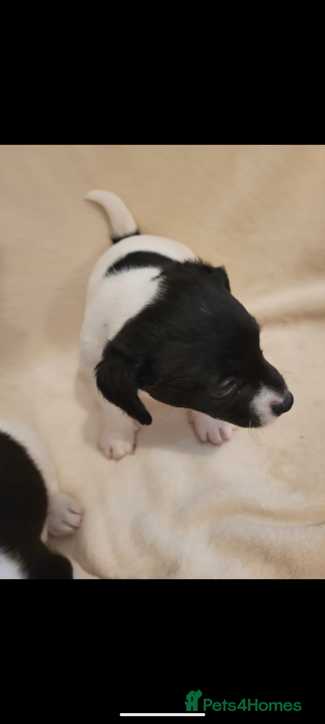 Jack Russell dogs for sale: 3 beautiful pups  - Image 4