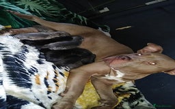 Mixed Breed dogs for sale: Cane Corso x American Bully - Image 1