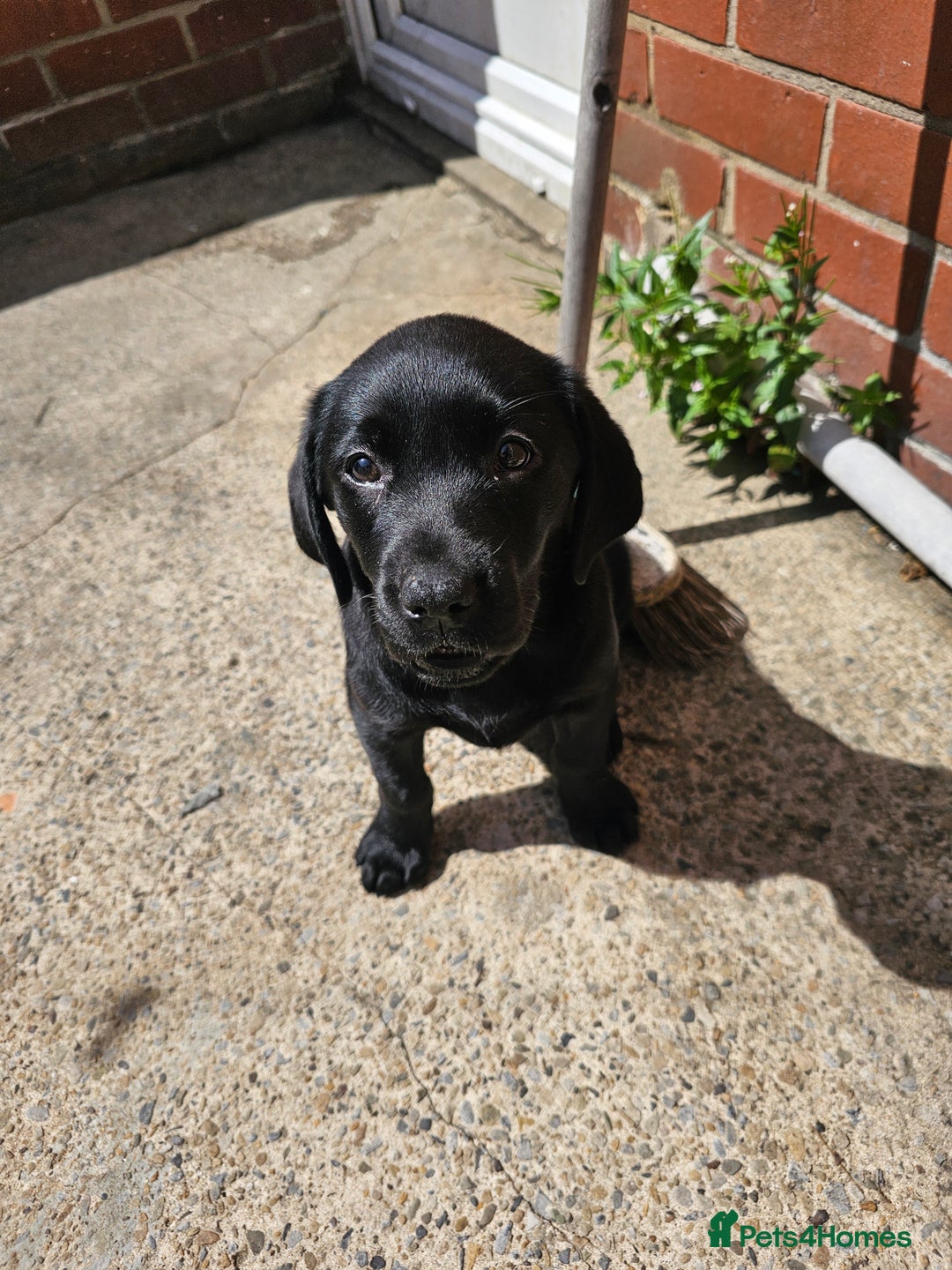 Labrador Retriever dogs for sale: Black female lab pup - Image 3