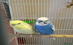 Budgerigars birds for sale: Two budgies for sale  - Image 3