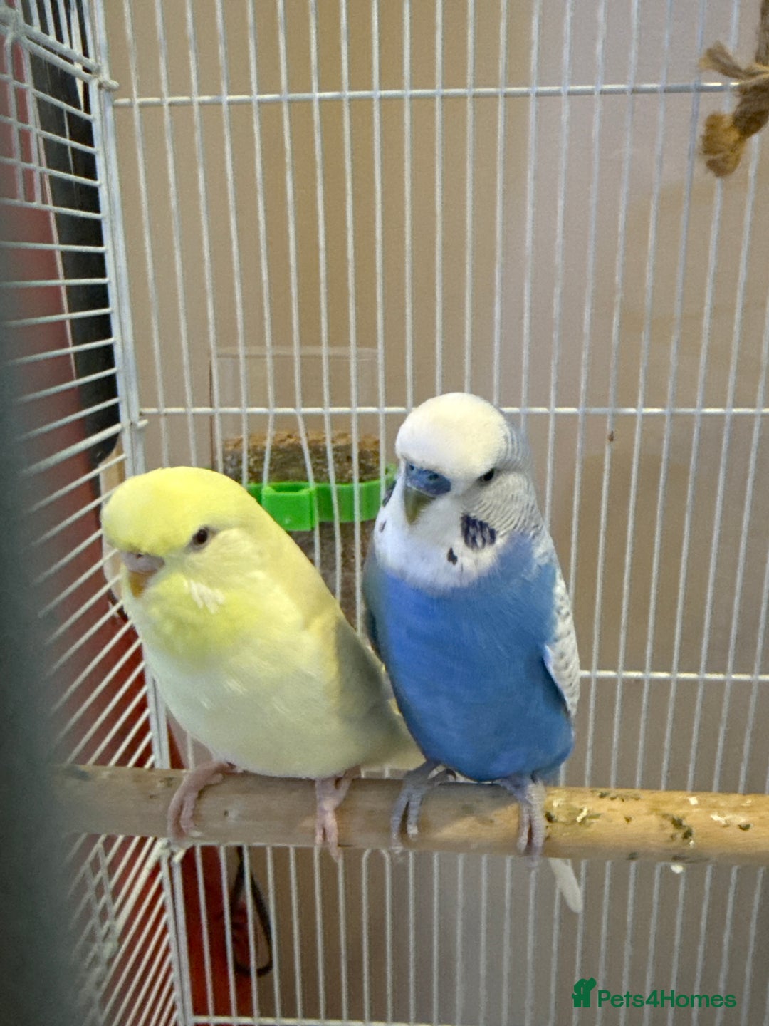 Budgerigars birds for sale: Two budgies for sale  - Image 3