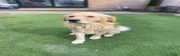 Golden Retriever dogs for sale: 🤍Cream / Platinum Golden Retriever Pups 🤍 - Advert 27