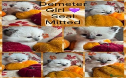 Ragdoll cats for sale: 🏆 gccf ragdoll grand champion kittens 🏆 - Image 33