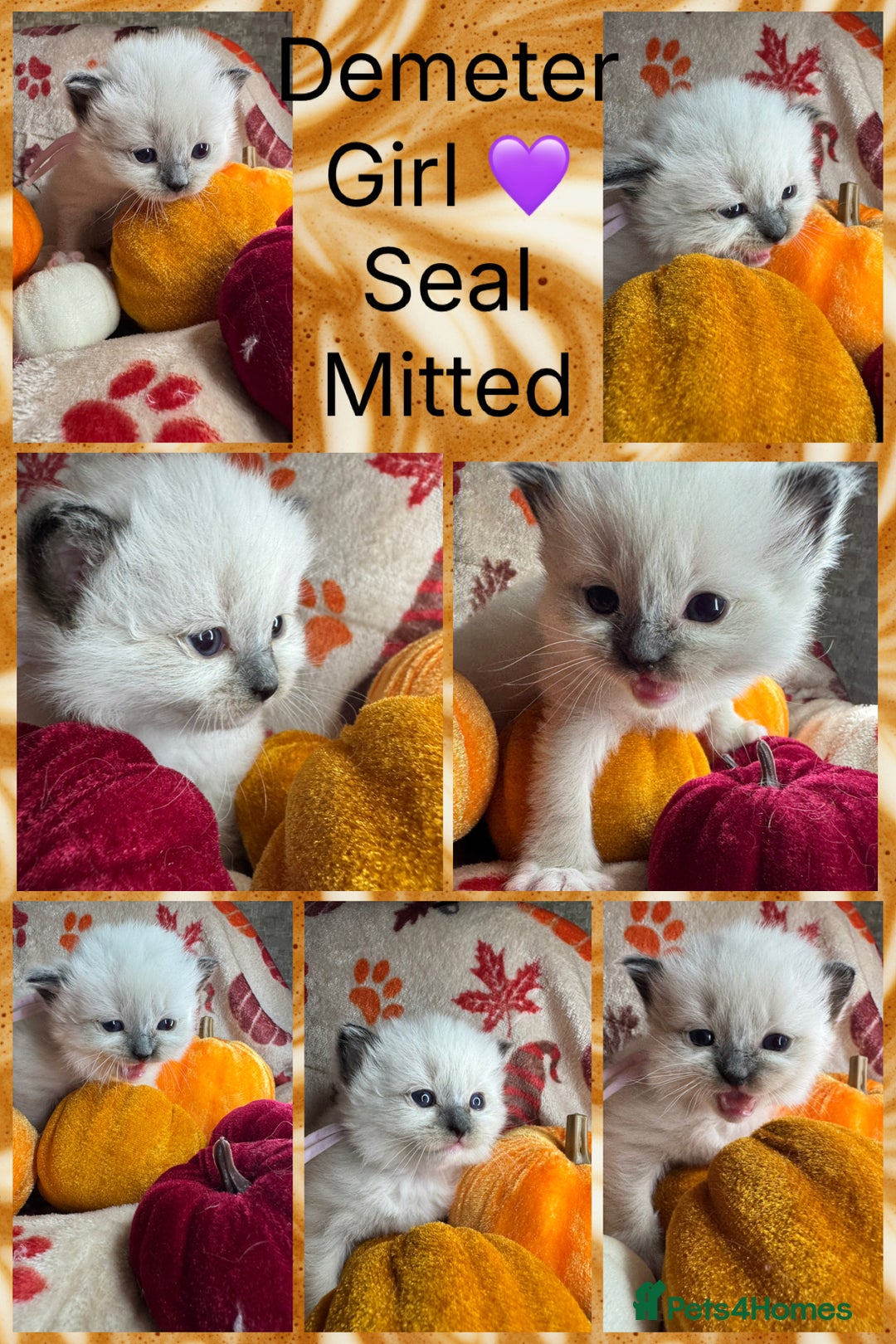 Ragdoll cats for sale: 🏆 gccf ragdoll grand champion kittens 🏆 - Image 33
