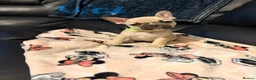 French Bulldog dogs for sale: Frenchie pups  - Advert 3