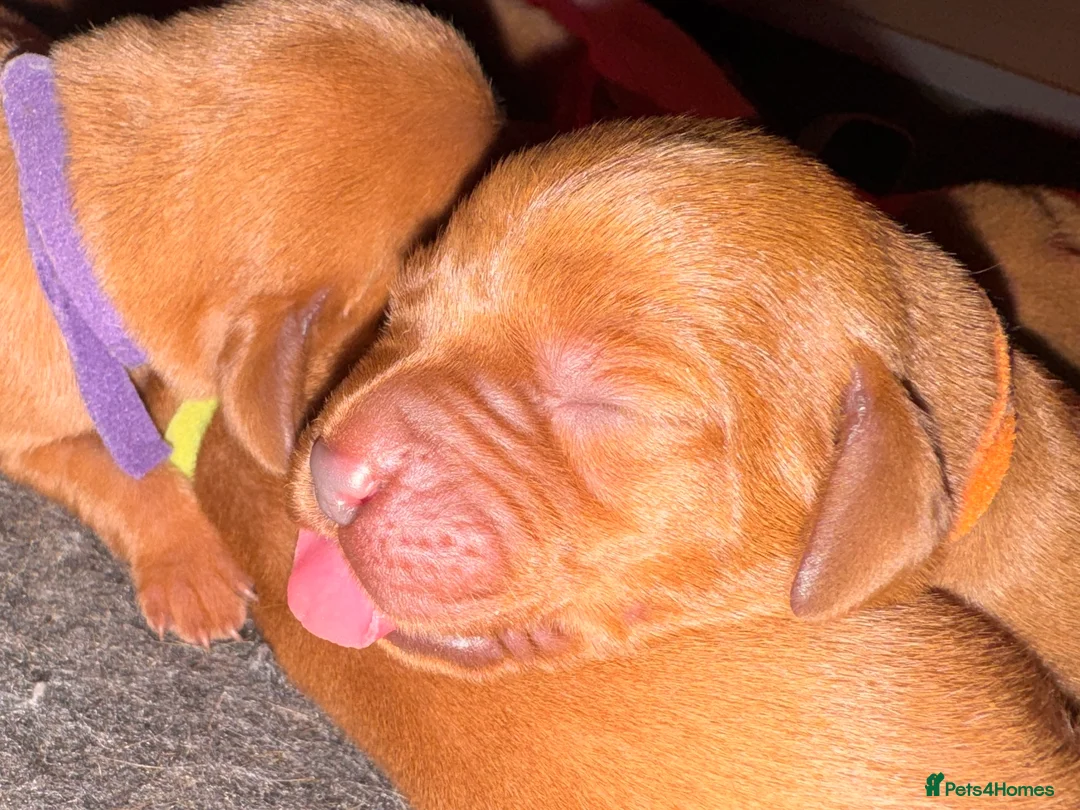 Labrador Retriever dogs for sale: Beautiful Red Fox Puppies - Advert 3