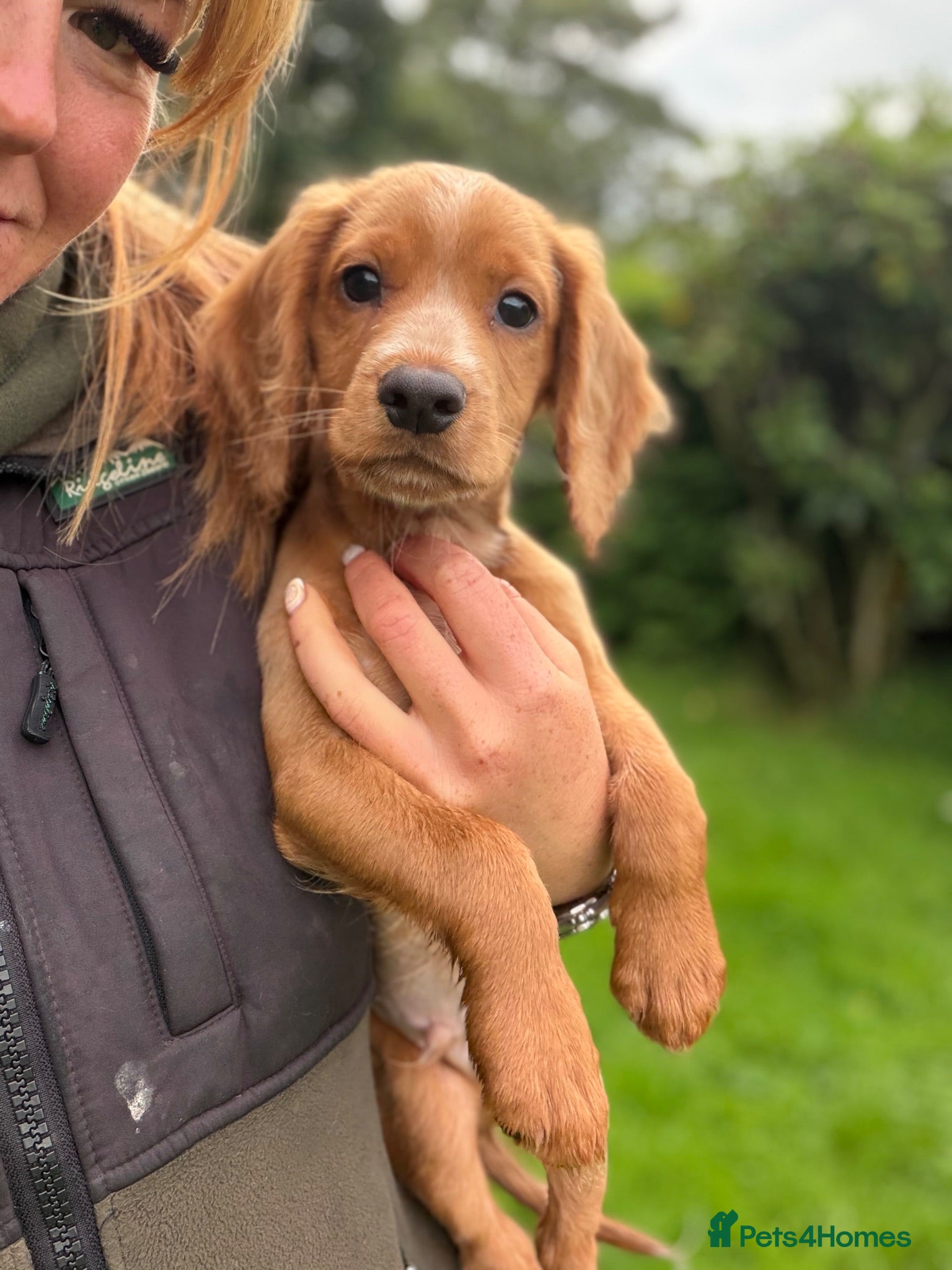 Cocker Spaniel dogs Fullyhealth tested red male working cocker spaniel - Advert 1