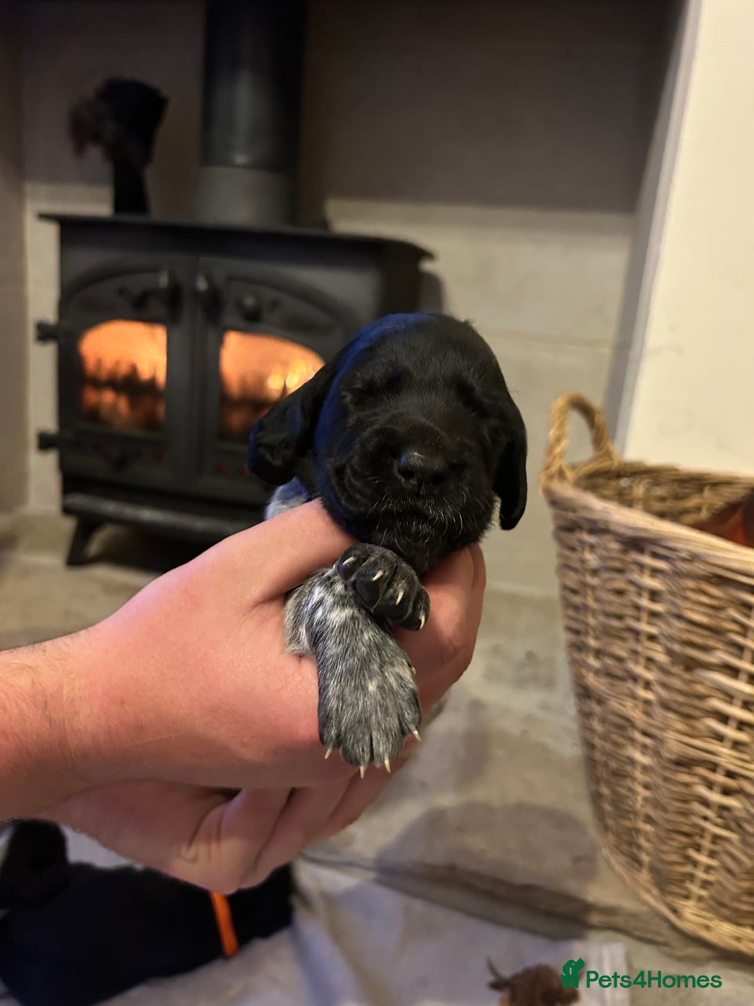 Mixed Breed dogs for sale: German wirehaired pointer x German wirehaired/Lab - Image 16