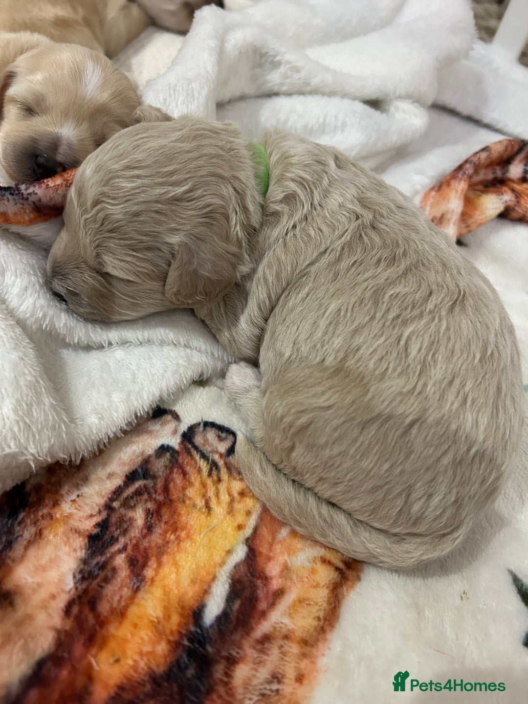 Maltipoo dogs for sale: 4 Adorable F2 Maltipoo pups - Advert 9