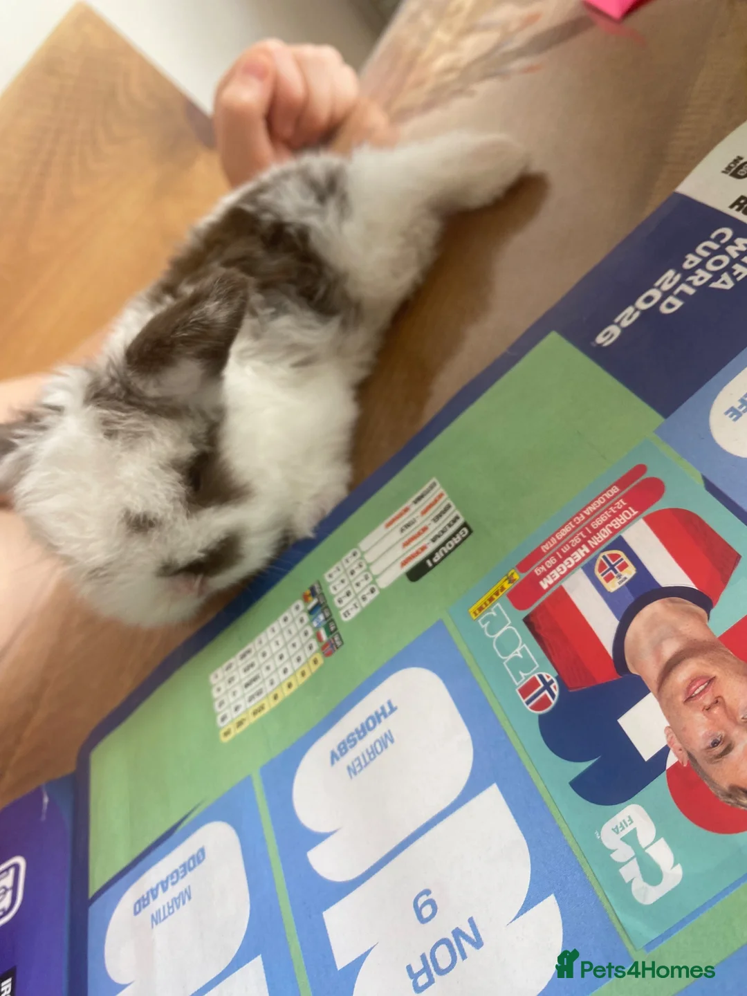 Mini Lop rabbits for sale: Beautiful pure breed mini lops girls - Advert 6