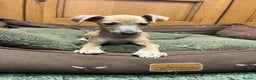 Italian Greyhound dogs for sale: Italian greyhound puppies  - Advert 10
