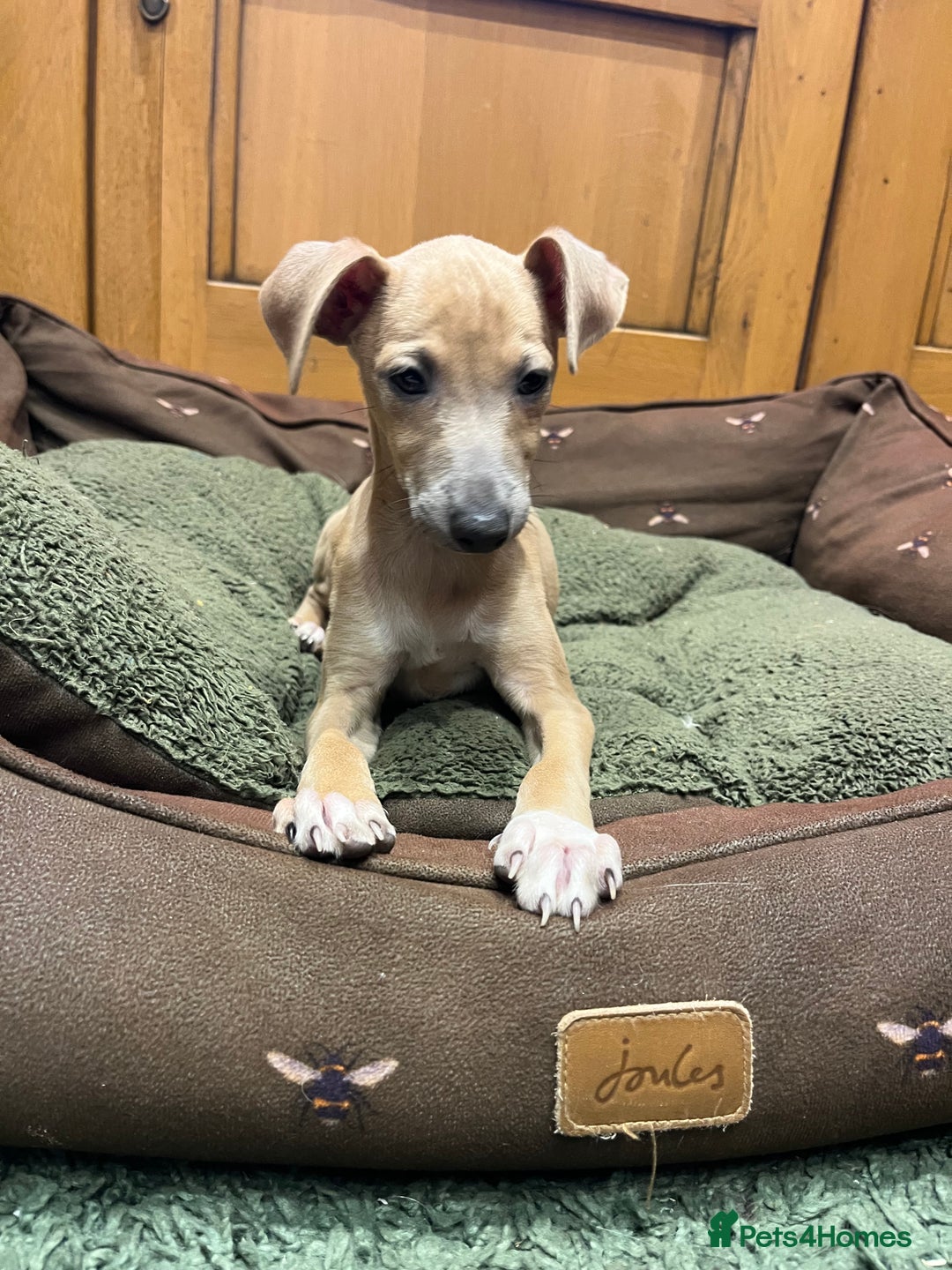 Italian Greyhound dogs for sale: Italian greyhound puppies  - Advert 10