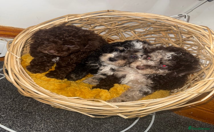 Miniature Poodle dogs - Advert 15