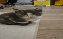 British Shorthair cats for sale: Beautiful loving kittens  - Image 17
