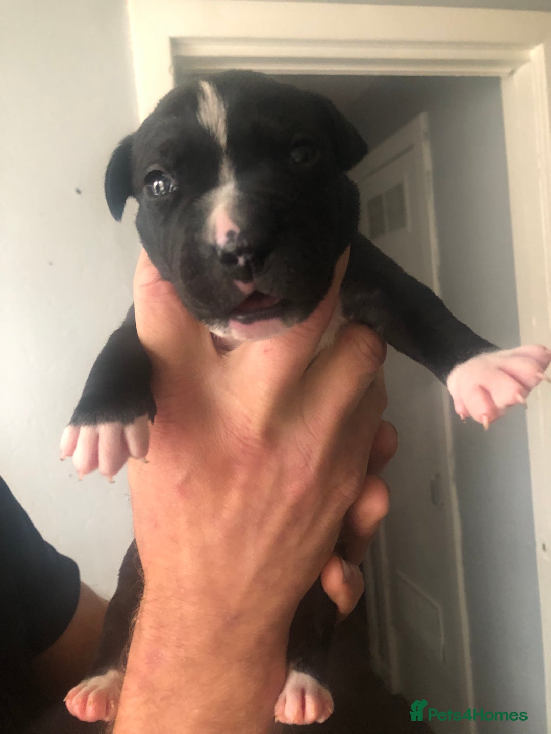 Staffordshire Bull Terrier dogs for sale: For sale staffy female  - Image 2