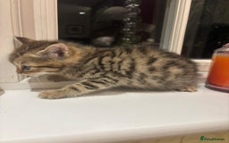 Mixed Breed cats for sale: 4 Persian chinchilla mix breed kittens  - Image 17