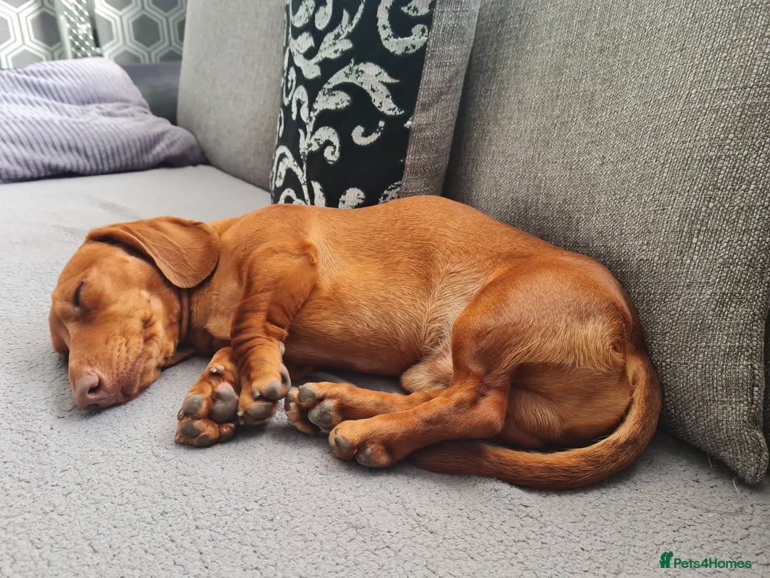 Miniature Dachshund dogs for stud: Richie proven and ready to stud. in Liverpool - Advert 8