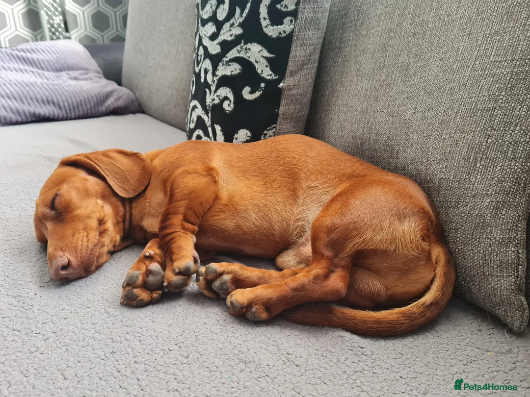 Miniature Dachshund dogs for stud: Richie proven and ready to stud. in Liverpool - Advert 8