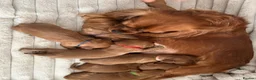 Cavalier King Charles Spaniel dogs for sale: KC Cavalier King Charles puppies  - Advert 5