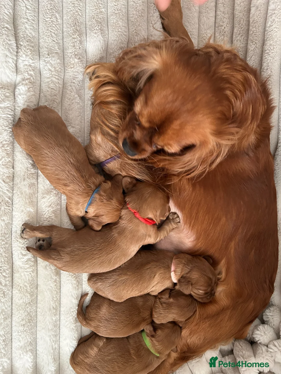 Cavalier King Charles Spaniel dogs for sale: KC Cavalier King Charles puppies  - Advert 5