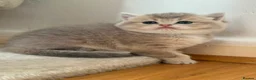 British Shorthair cats for sale: British shorthair  - Advert 16